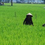 Petani bercaping bekerja di sawah hijau di Delanggu, Klaten