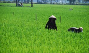 Petani bercaping bekerja di sawah hijau di Delanggu, Klaten