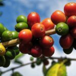Kopi Sapuangin Klaten Diburu, Permintaan 10 Ton tapi Produksi Baru 3 Ton Buah kopi arabika merah dan hijau di dahan tanaman kopi