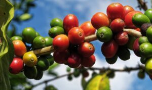 Buah kopi arabika merah dan hijau di dahan tanaman kopi