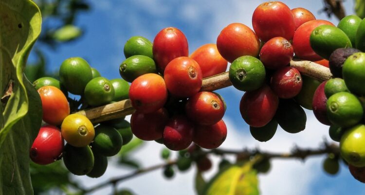 Buah kopi arabika merah dan hijau di dahan tanaman kopi
