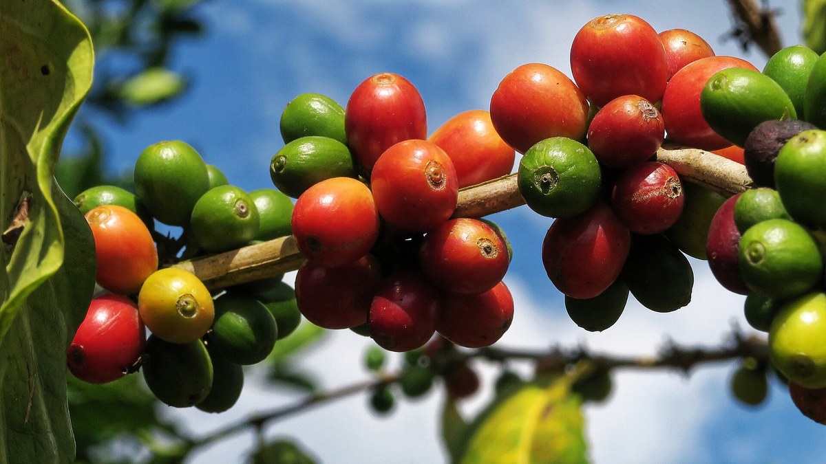 Buah kopi arabika merah dan hijau di dahan tanaman kopi