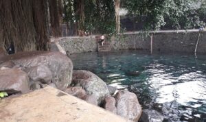 Kolam mata air jernih Umbul Sigedang dengan batu besar dan akar pohon