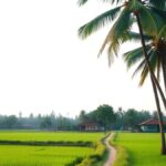 Densus 88 Geledah Dua Rumah Kontrakan di Trucuk Klaten, Kapolresta Benarkan Kegiatan Mabes Polri Ilustrasi AI hamparan sawah dan jalan setapak di pedesaan