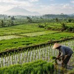 raperda-pertanian-organik-klaten