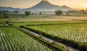 sawah-padi-rojolele-klaten